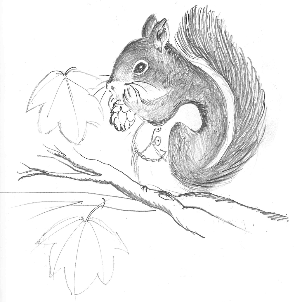 chickaree squirrel 72